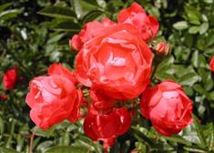 Rosier à fleurs groupées 'Fête des pères'