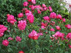 Rosier à fleurs groupées 'Annie Beaufays'