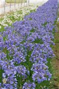 Agapanthe 'BLUE STORM'