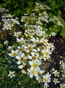 Saxifrage paniculée
