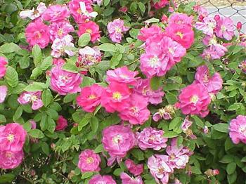 Rosa gallica, Rosier de Provins, Rosier de France