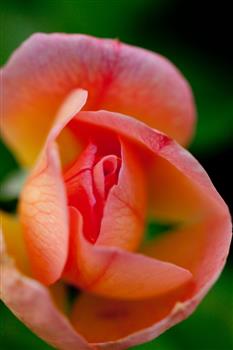 Rosier à fleurs groupées 'Magic Fire'