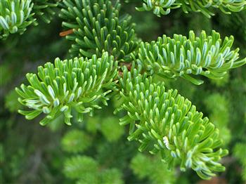 Abies fraseri, sapin de Fraser