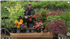 Comment planter un rhodo, camélia... et autres pantes de terre de bruyère?